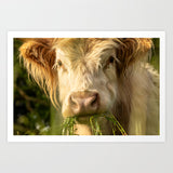 Highland Cow Close Up